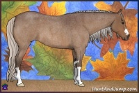 Horse Color:Silver Bay Roan