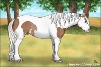 Horse Color:Silver Bay Splash Tobiano Frame Rabicano 