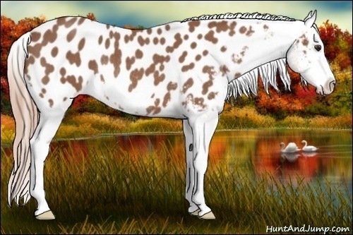 Horse Color:Red Roan Splash Frame Appaloosa Rabicano 