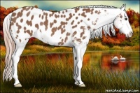 Horse Color:Red Roan Splash Frame Appaloosa Rabicano 