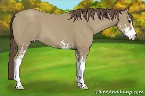 Horse Color:Classic Cream Champagne Sabino 
