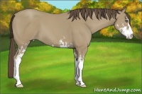Horse Color:Classic Cream Champagne Sabino 