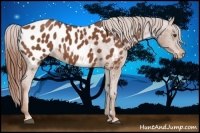 Horse Color:Chestnut Near Leopard 