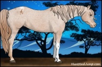Horse Color:Chestnut Appaloosa 