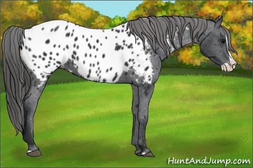 Horse Color:Black Splash Near Leopard