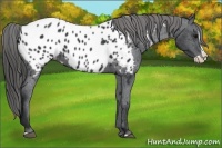 Horse Color:Black Splash Near Leopard