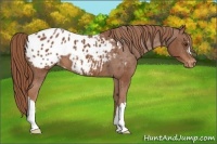 Horse Color:Chestnut Appaloosa