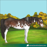 Horse Color:White Spotted Liver Chestnut 