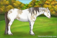 Horse Color:White Spotted Classic Cream Champagne Dun 
