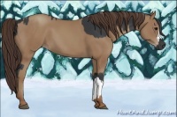 Horse Color:Black  and Classic Champagne 