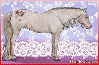 Horse Color:Chestnut Appaloosa