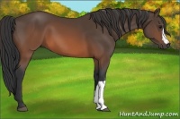 Horse Color:Brown 
