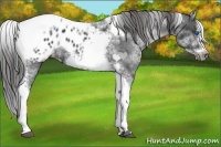 Horse Color:White Spotted Black Splash Tobiano Frame Appaloosa