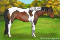 Horse Color:Bay Tobiano 