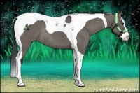 Horse Color:Grullo Sabino Splash Tobiano Rabicano