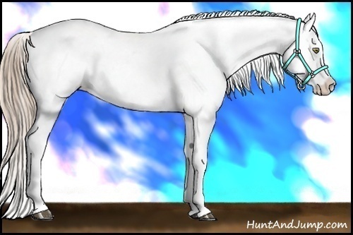 Horse Color:White Spotted Liver Chestnut Pearl Appaloosa