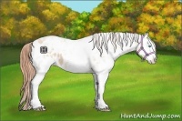 Horse Color:White Spotted Buckskin Pearl Sabino Appaloosa 