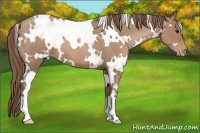 Horse Color:White Spotted Black Pearl