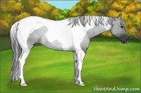 Horse Color:Black Tobiano 