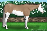 Horse Color:Sable Champagne Splash 