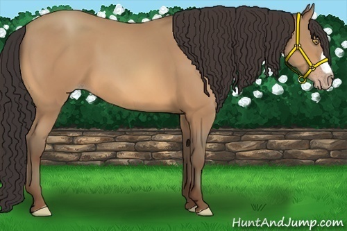 Horse Color:Amber Champagne 