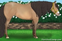 Horse Color:Amber Champagne