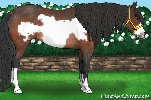 Horse Color:Bay Frame Rabicano 