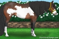 Horse Color:Bay Frame Rabicano 