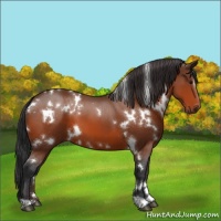 Horse Color:White Spotted Bay 