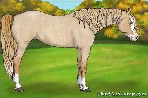 Horse Color:Unknown 