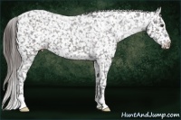 Horse Color:Liver Chestnut Appaloosa
