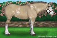 Horse Color:Liver Red Dun Sabino Splash 