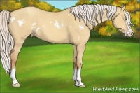 Horse Color:White Spotted Silver Amber Champagne Dun Splash 