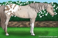 Horse Color:Sable Champagne Appaloosa 