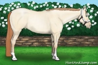 Horse Color:Buckskin Pearl Dun Rabicano 