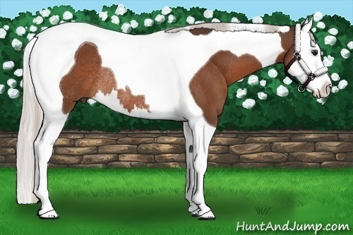 Horse Color:Silver Bay Splash Tobiano Rabicano 