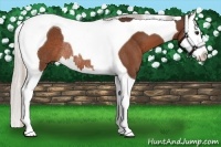 Horse Color:Silver Bay Splash Tobiano Rabicano