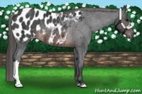 Horse Color:Brown Appaloosa Rabicano 