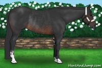 Horse Color:Brown Sabino Rabicano