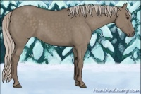 Horse Color:Silver Grullo