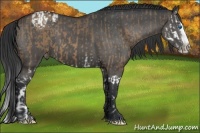 Horse Color:Brown Dun Sabino Splash and Black Sabino Splash Varnish