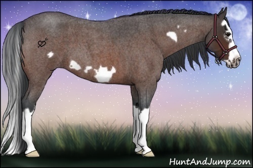 Horse Color:Bay Roan Splash Frame