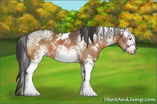 Horse Color:White Spotted Buckskin