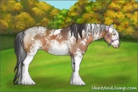 Horse Color:White Spotted Buckskin 