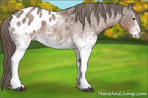 Horse Color:White Spotted Liver Red Roan Appaloosa 