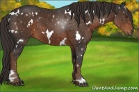 Horse Color:White Spotted Liver Chestnut 