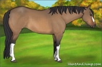 Horse Color:Bay Dun