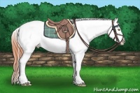 Horse Color:Sable Champagne Dun Splash Varnish 