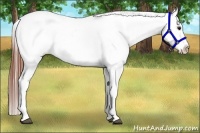 Horse Color:Bay Roan Appaloosa 
