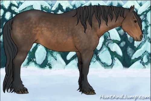 Horse Color:Brown 